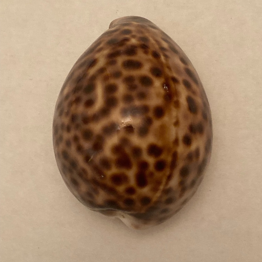 Tiger Cowrie Seashell
